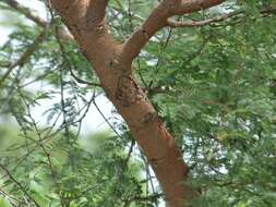 Слика од Vachellia seyal (Delile) P. J. H. Hurter