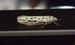 Image of Zeller's Ethmia Moth