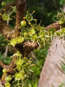 Image of Euonymus pleurostylioides (Loes.) H. Perrier