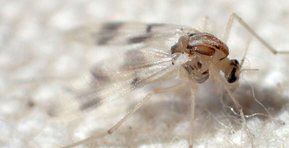 Image of Chironomidae