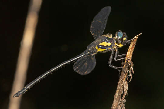 Image of Eusynthemis rentziana Theischinger 1998