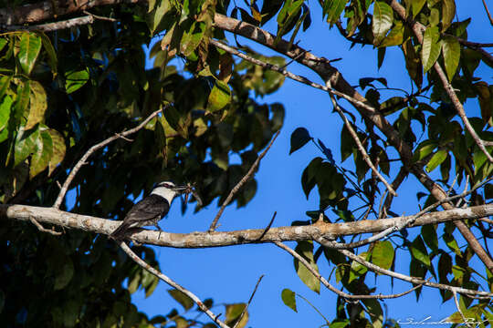 Image of White-necked Puffbird