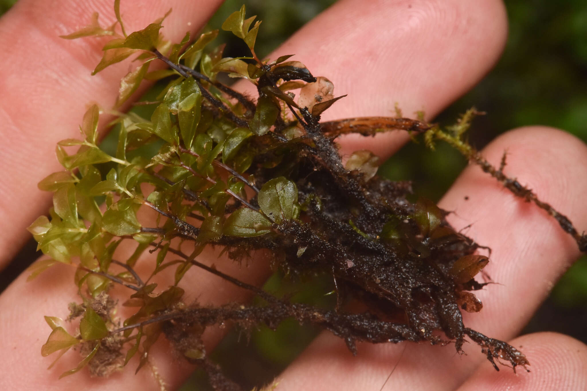 Image of grandleaf rhizomnium moss