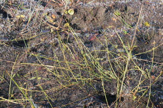 Image of Schoenoplectiella smithii var. setosa (Fernald) Hayas.