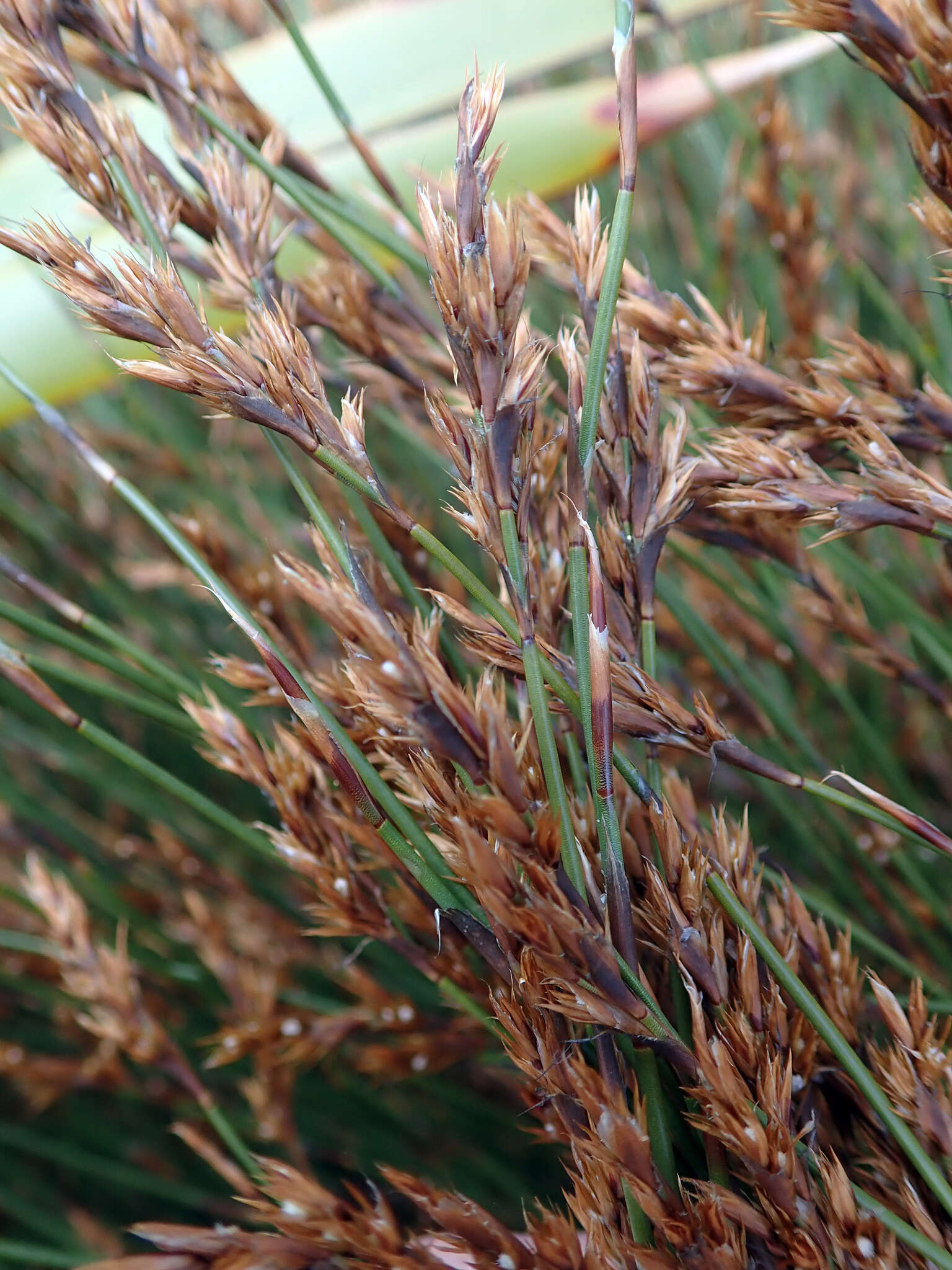 Image of Sporadanthus traversii (F. Muell.) Buchanan