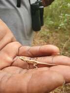 Image of Hispaniolan hopping anole