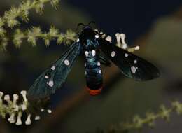 Image of Oleander Moth