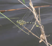 صورة Sinictinogomphus Fraser 1939