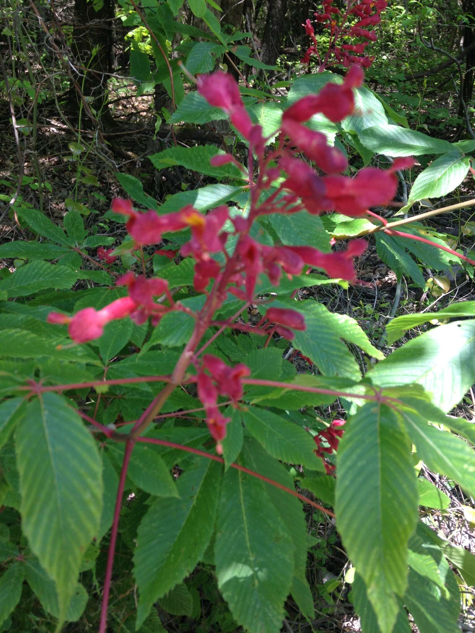 Imagem de Aesculus pavia L.