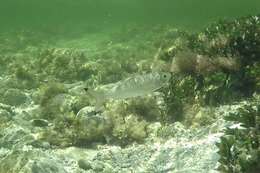 Image of Australian herring
