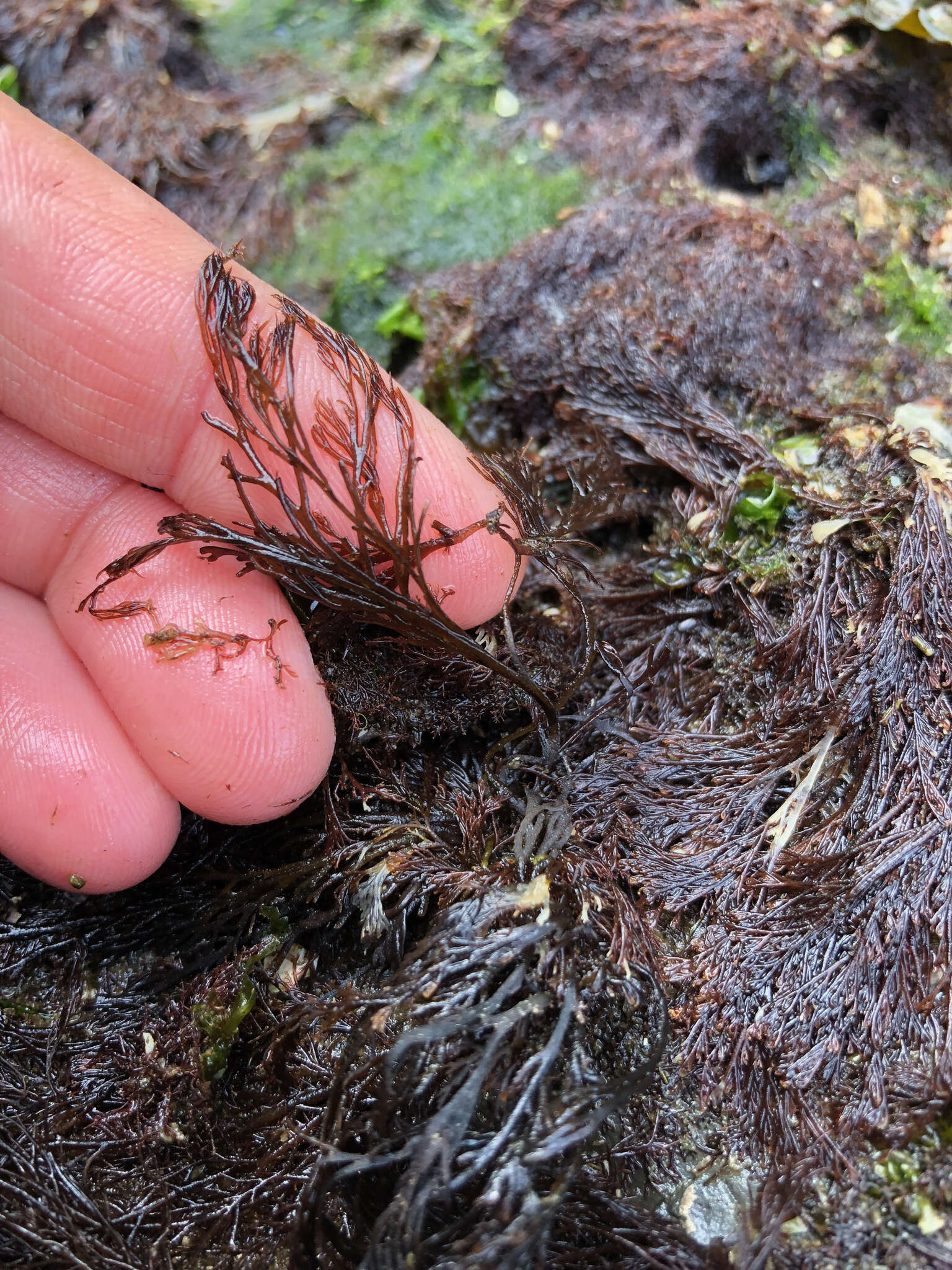 Image of Odonthalia floccosa