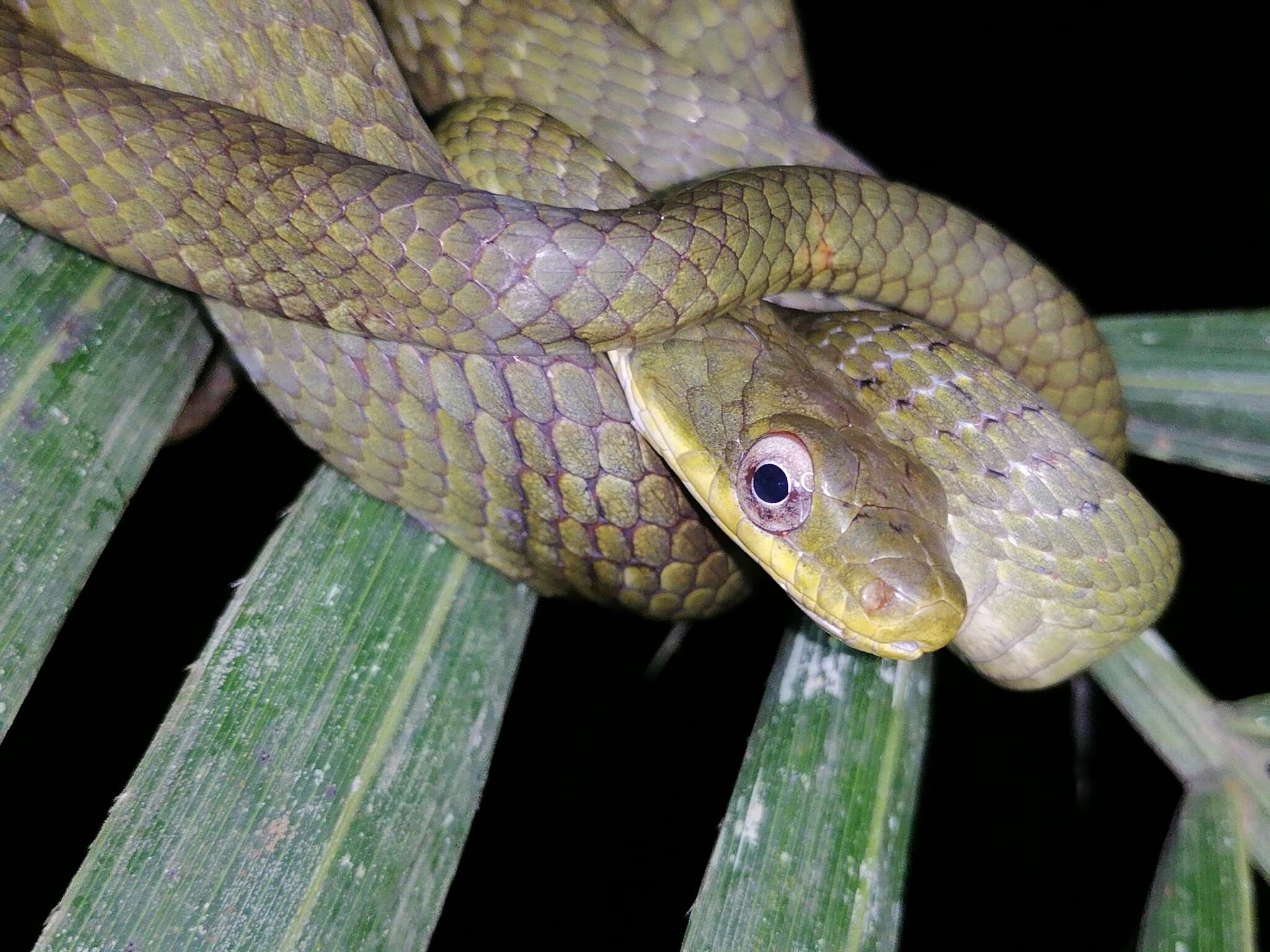 Image of Phrynonax polylepis (Peters 1867)