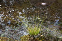 Image of Ryegrass sedge