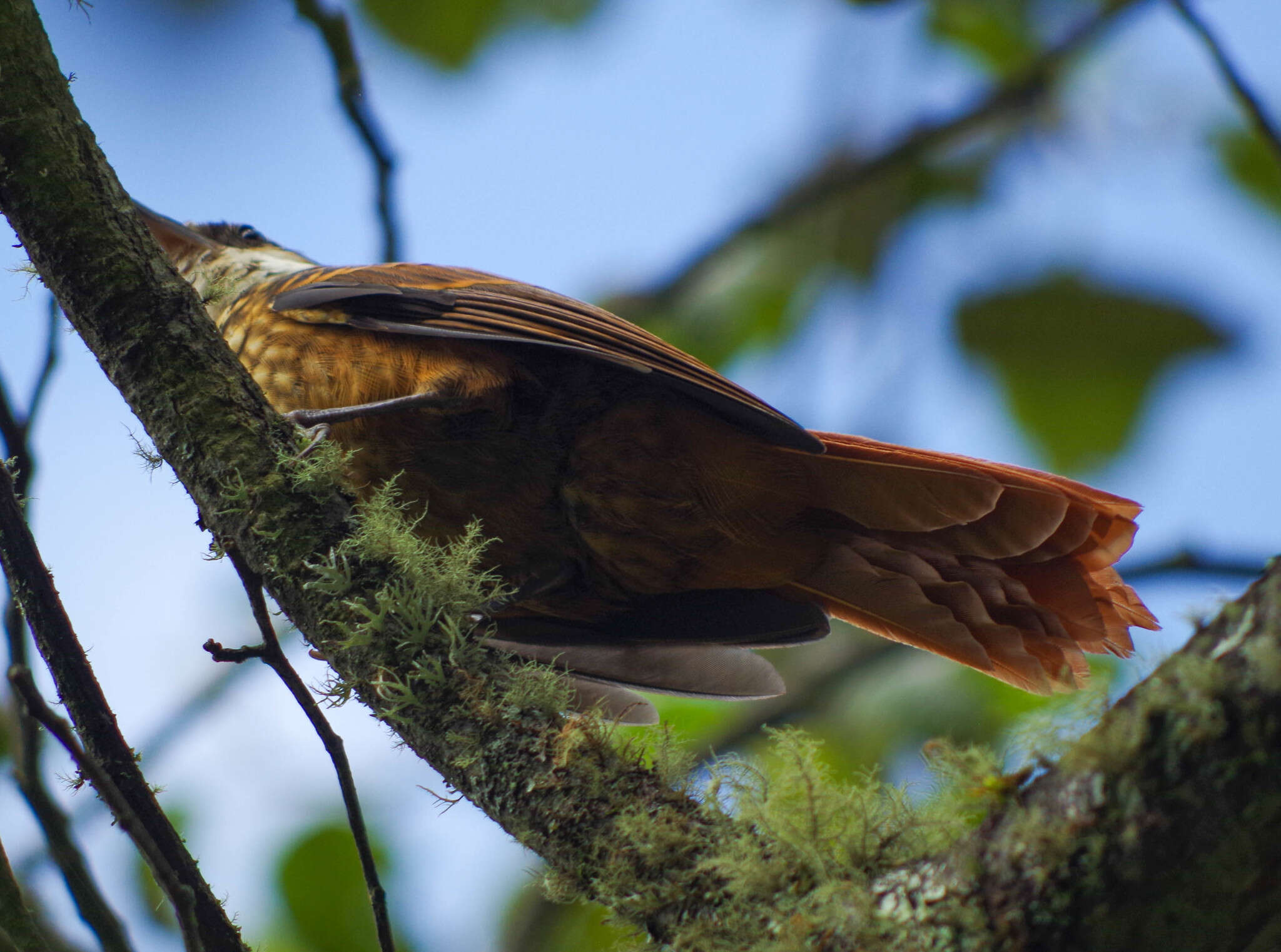 Image of Streaked Tuftedcheek