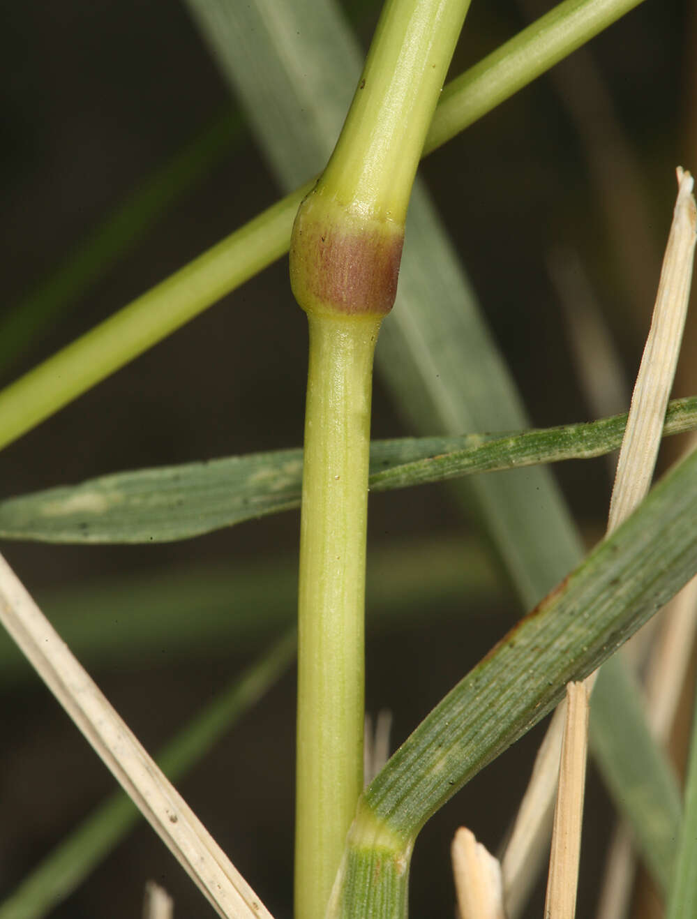 Image de Festuca kingii (S. Watson) Cassidy