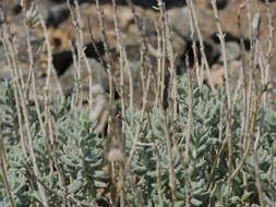 Image of Teucrium stocksianum Boiss.