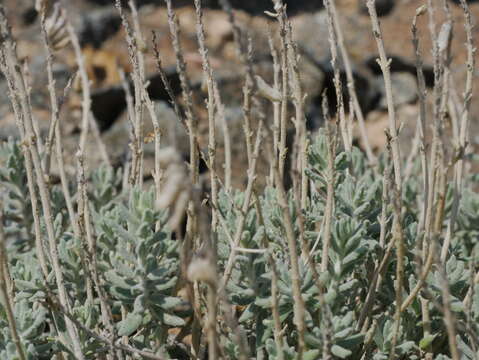 Image of Teucrium stocksianum Boiss.