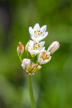 Image of Onion weed