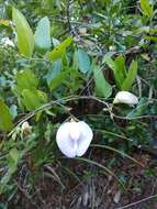 Image of pineland butterfly pea