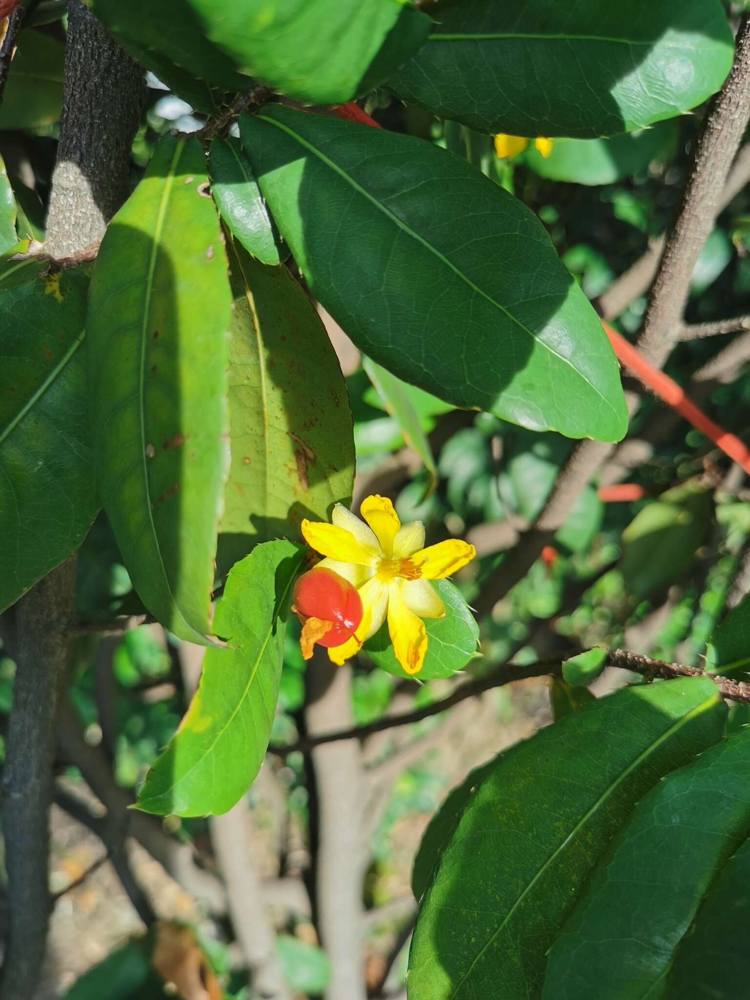 Image of Thomas' bird's-eye bush