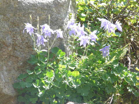 Imagem de Aquilegia bernardii Gren. & Godron