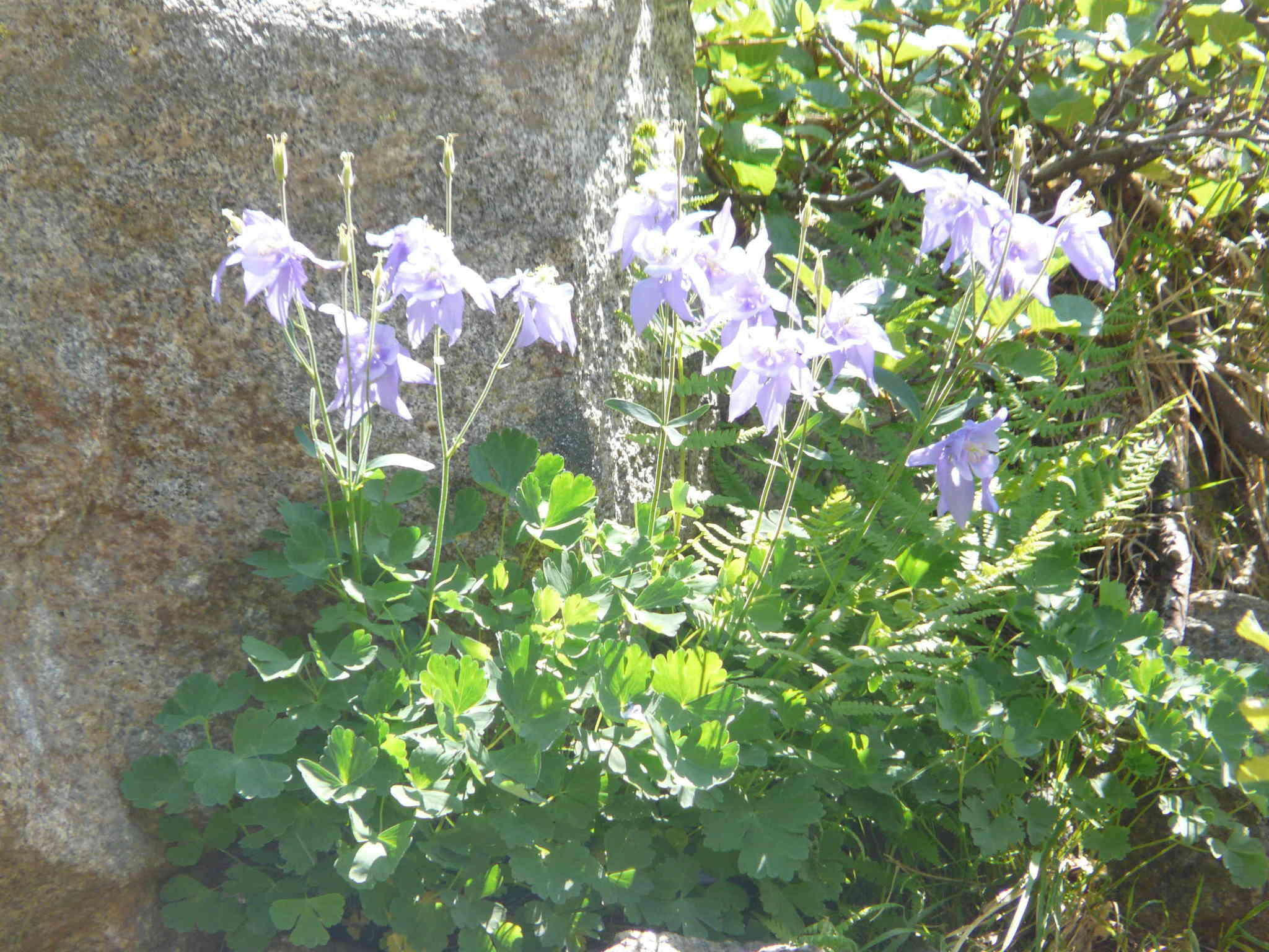 Image of Aquilegia bernardii Gren. & Godron