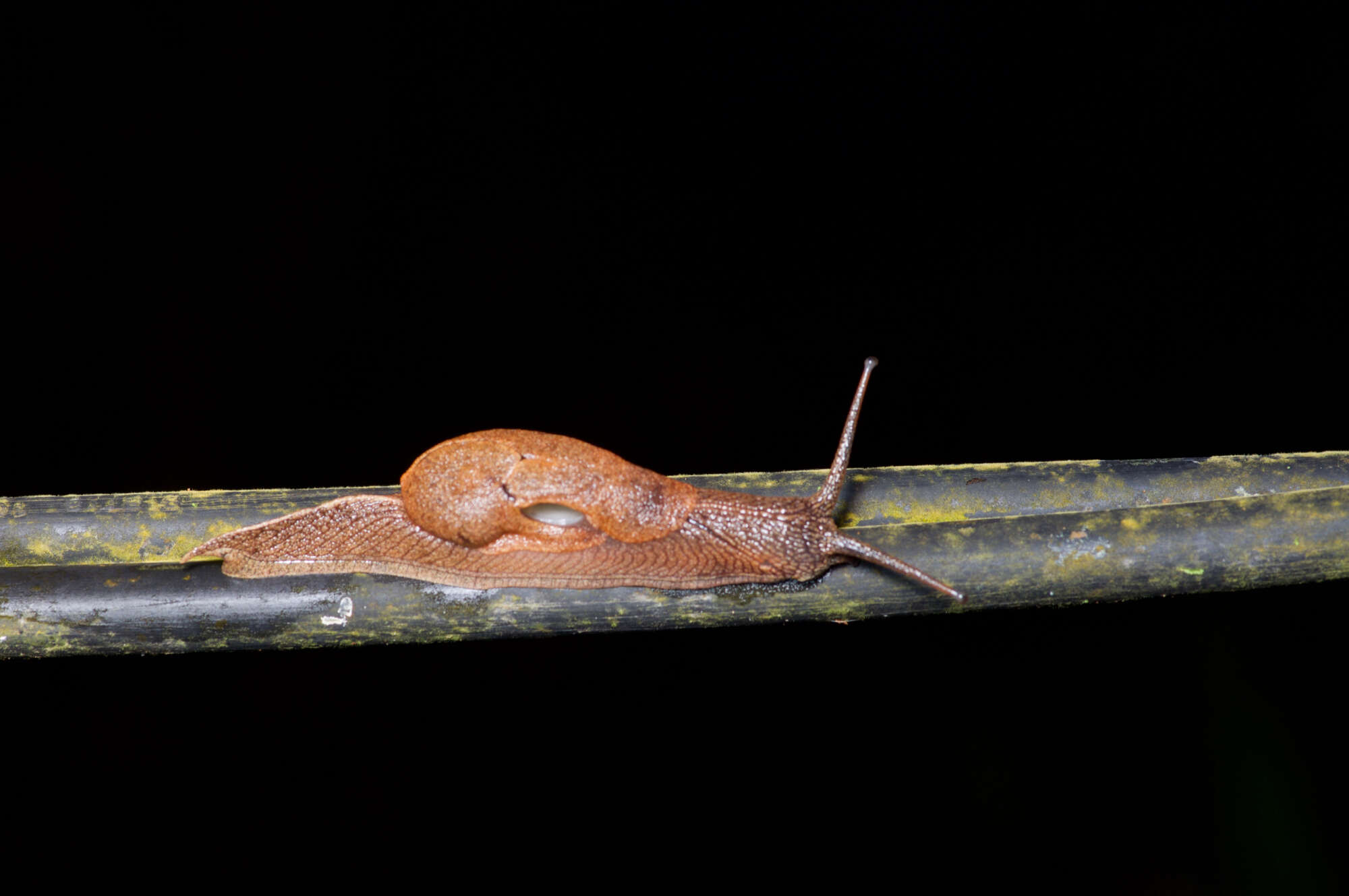 Image of Ratnadvipia karui Raheem & Naggs 2006