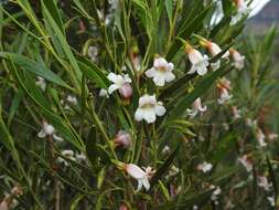 Eremophila fallax Chinnock resmi