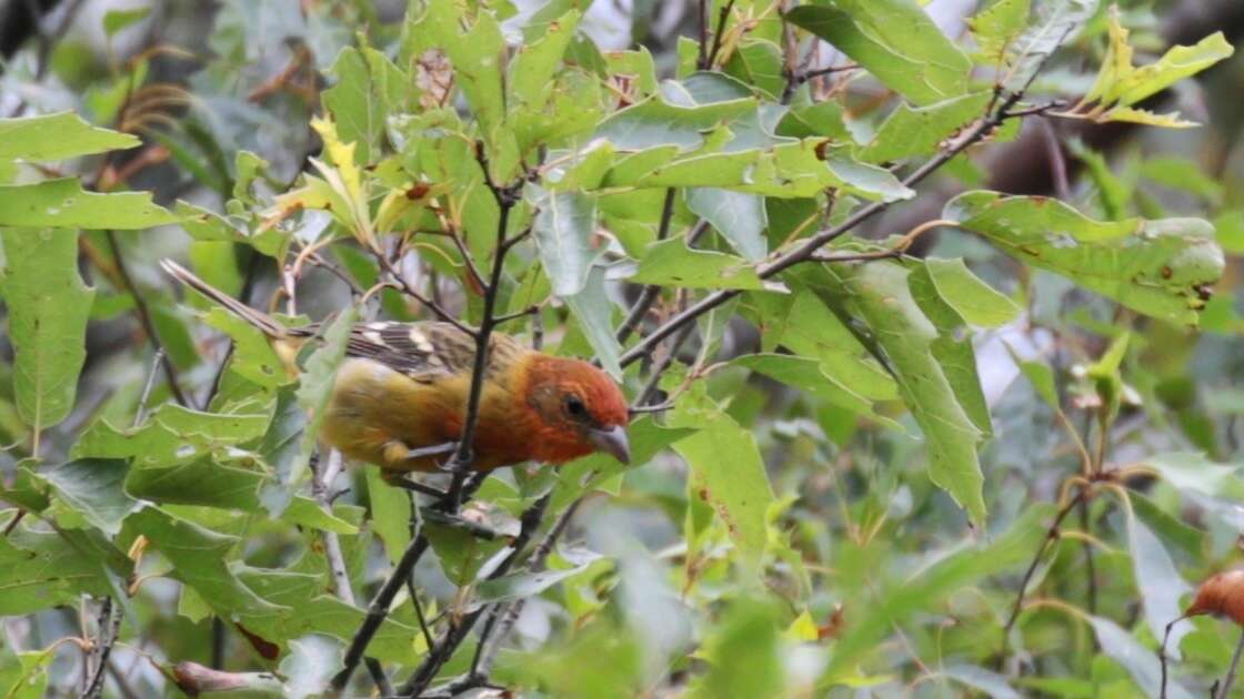 Image of Flame-colored Tanager