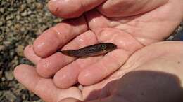 Image of Purple-spotted gudgeon