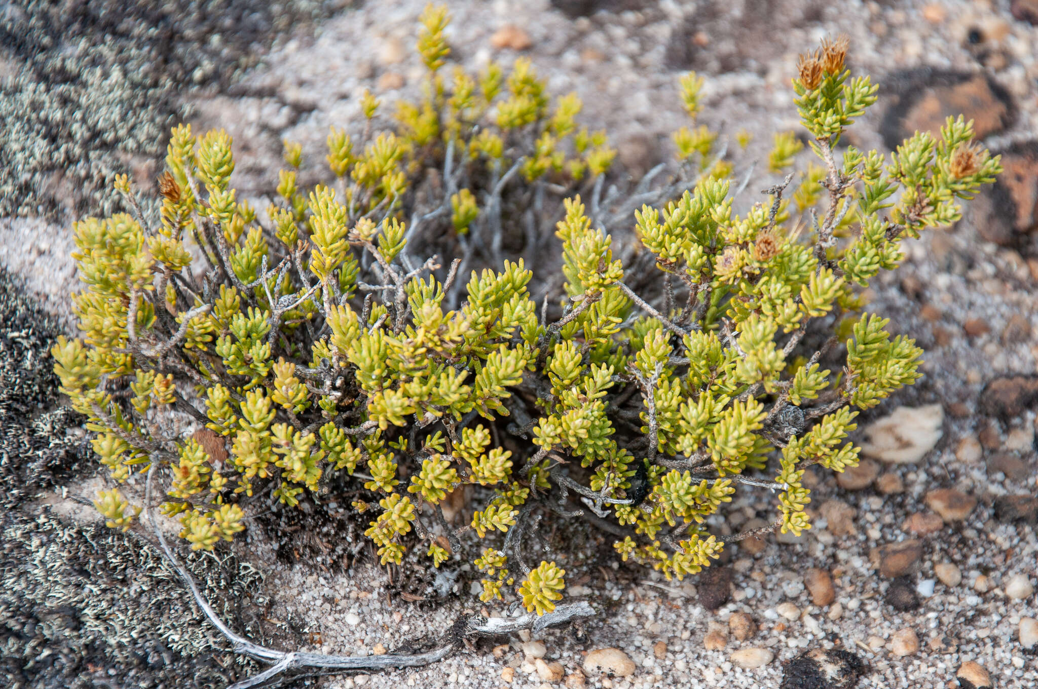 Plancia ëd Oedera sedifolia (DC.) A. A. Anderberg & K. Bremer