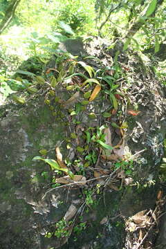 Bulbophyllum sandersonii subsp. sandersonii resmi