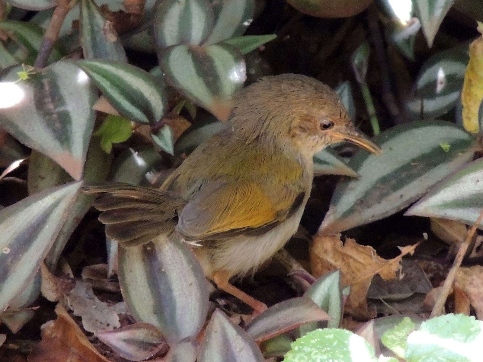 Image of Camaroptera Sundevall 1850