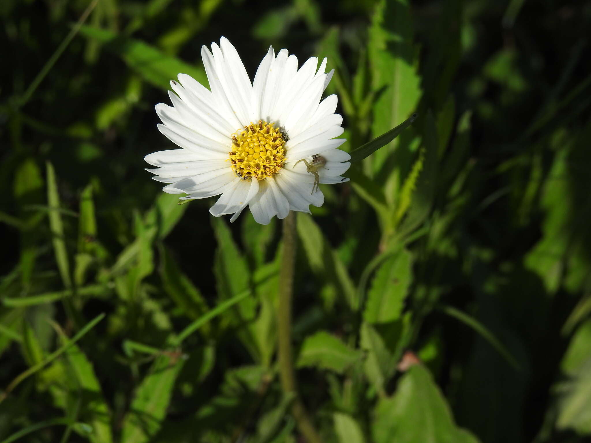 Image de Chromolepis heterophylla Benth.