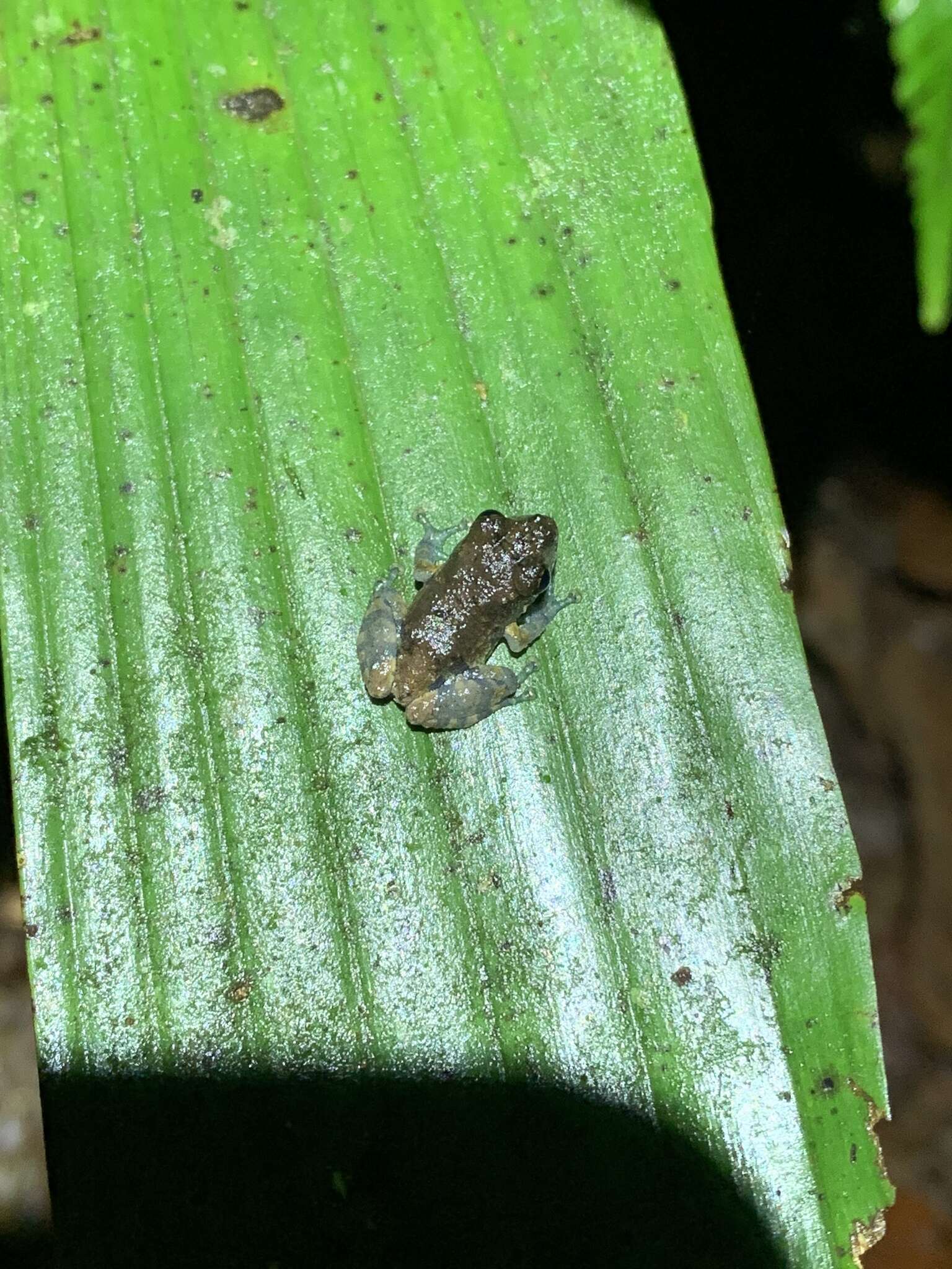 Image of Pristimantis ventrimarmoratus (Boulenger 1912)