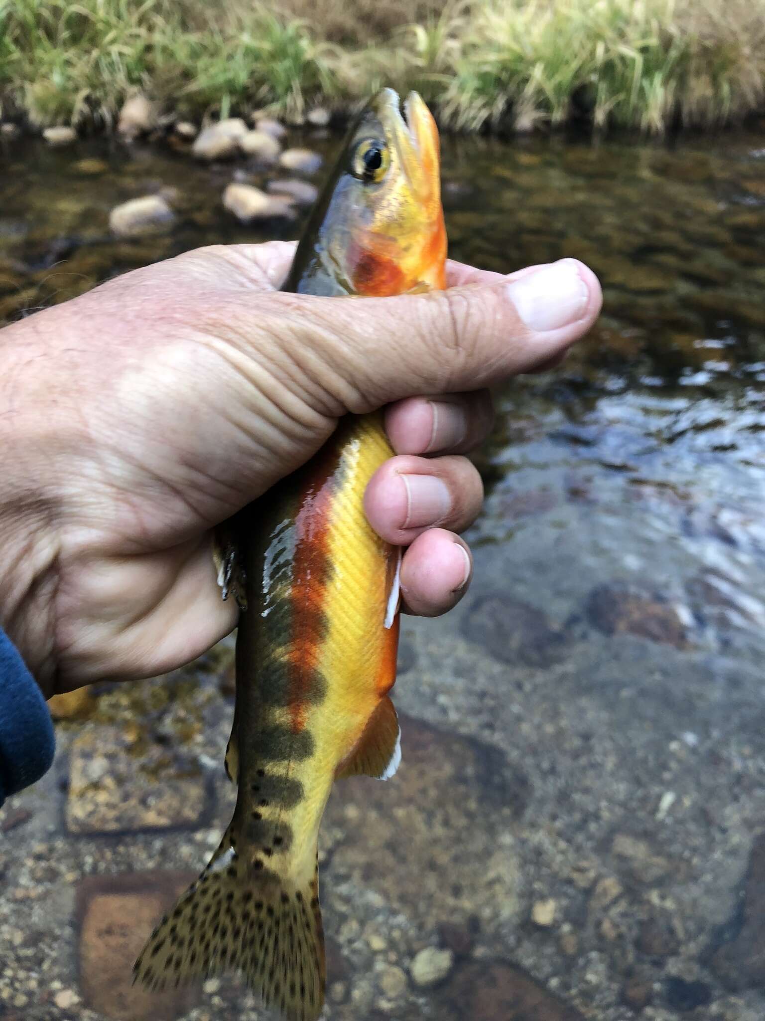 Image of Golden trout