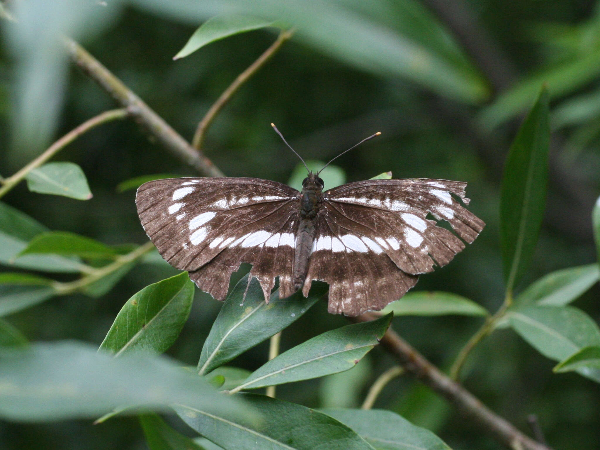 Image of <i>Neptis andetria</i>