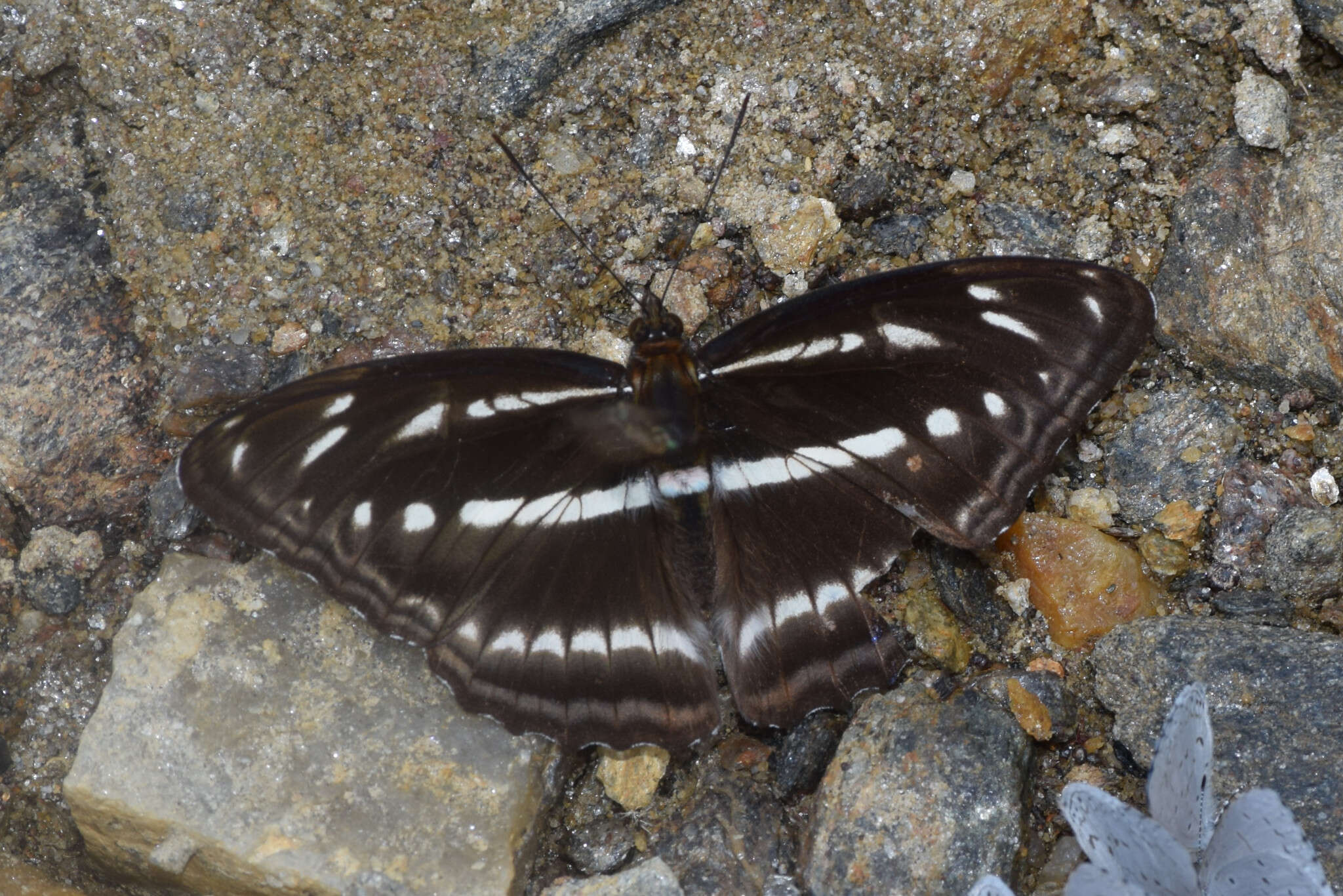 Athyma orientalis resmi