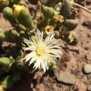 Image of Mesembryanthemum noctiflorum subsp. noctiflorum