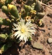 Plancia ëd Mesembryanthemum noctiflorum subsp. noctiflorum