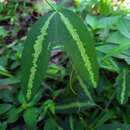 Passiflora tuberosa Jacq.的圖片