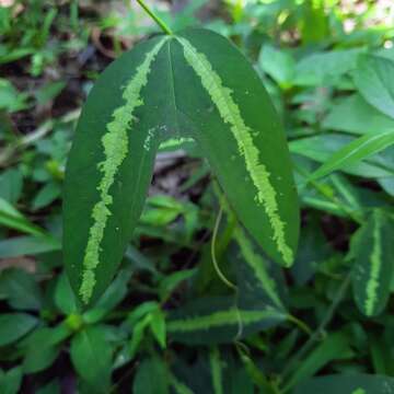 Passiflora tuberosa Jacq. resmi