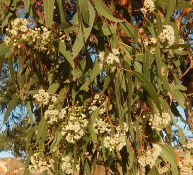 Imagem de Eucalyptus fasciculosa F. Müll.