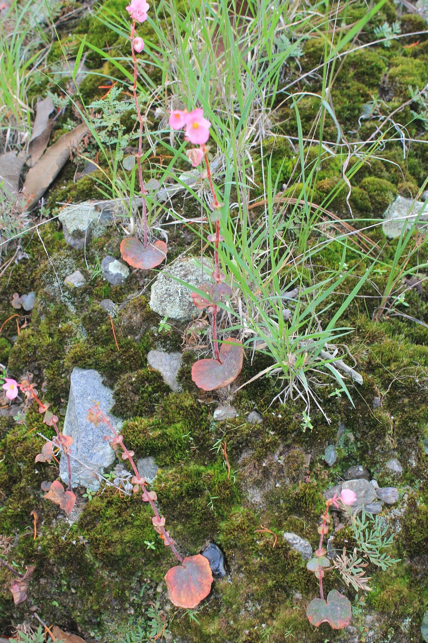 Image of Begonia tapatia Burt-Utley & McVaugh