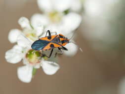 Image de Spilostethus pacificus (Boisduval 1835)