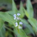 Sivun Commelina mascarenica C. B. Clarke kuva