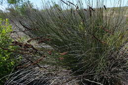 Image of Elegia elephantina H. P. Linder