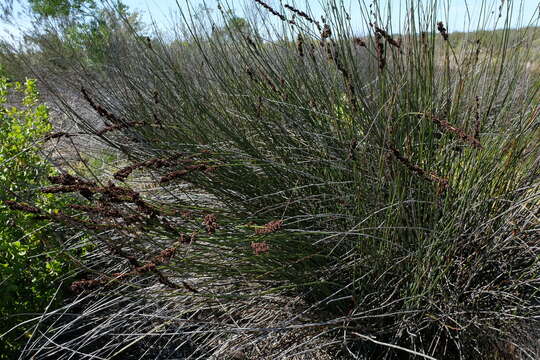 Image of Elegia elephantina H. P. Linder