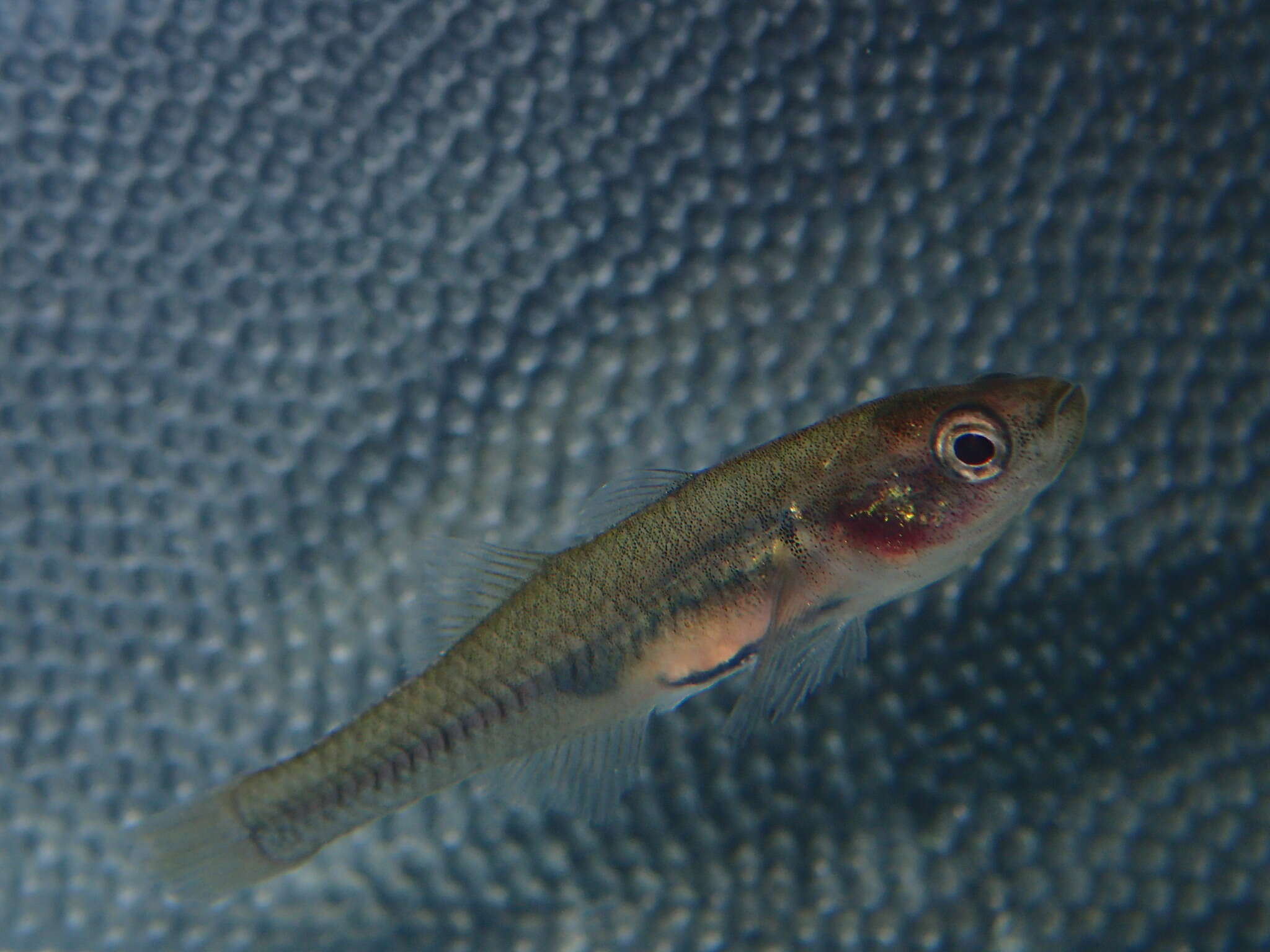 Image of Western carp gudgeon