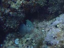 Image of Comb Grouper